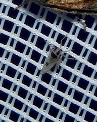 Laodelphax striatella