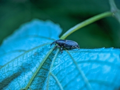 Cosmopolites sordidus