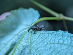 Cosmopolites sordidus