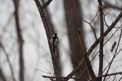 Yungipicus canicapillus