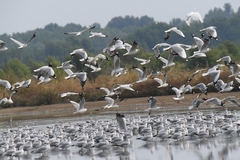 Chroicocephalus brunnicephalus