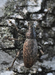 Brachyderes incanus