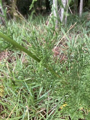 Glia prolifera