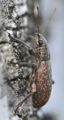 Brachyderes incanus