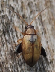 Aphthona