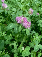 Trifolium pratense