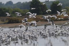 Chroicocephalus brunnicephalus