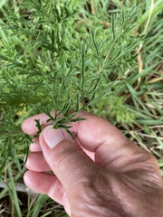 Glia prolifera