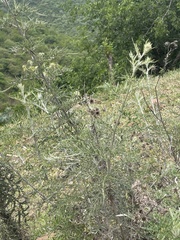 Berkheya bipinnatifida echinopsoides