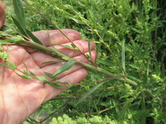 Chenopodium betaceum