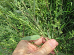 Chenopodium betaceum