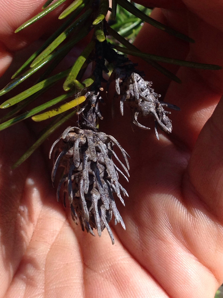 Cooley spruce gall adelgid