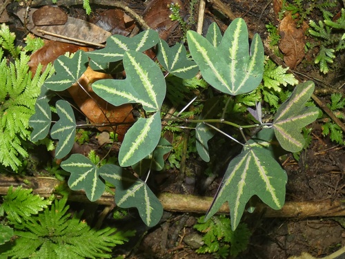 Passiflora panamensis image