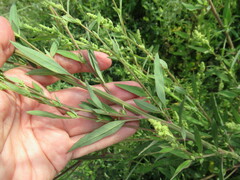 Chenopodium betaceum