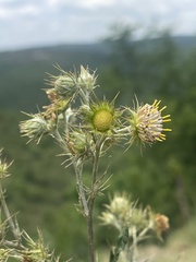 Berkheya bipinnatifida echinopsoides