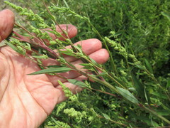 Chenopodium betaceum