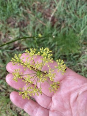 Glia prolifera