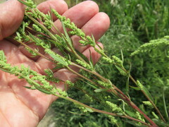 Chenopodium betaceum