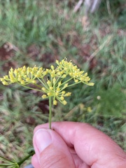 Glia prolifera