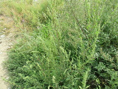 Chenopodium betaceum