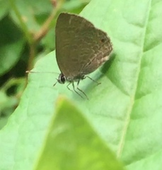 Anthene emolus goberus