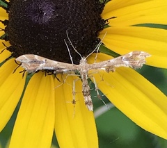 Geina periscelidactylus