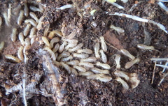 Reticulitermes grassei