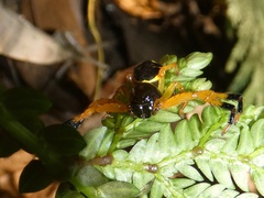 Stephanopoides simoni