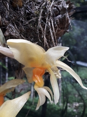 Xylobium elongatum