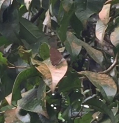Arhopala