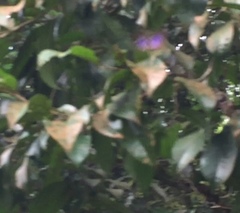 Arhopala