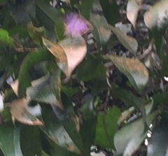 Arhopala