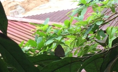 Arhopala