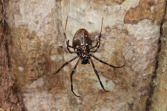 Nephilingis livida