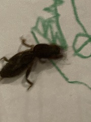 Neocurtilla hexadactyla