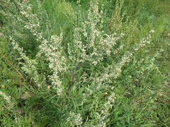 Artemisia integrifolia