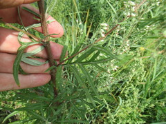 Artemisia integrifolia
