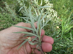 Artemisia integrifolia
