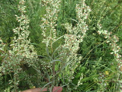 Artemisia integrifolia
