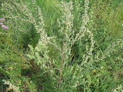 Artemisia integrifolia