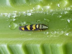 Platygonia spatulata