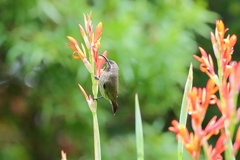 Chalcomitra amethystina