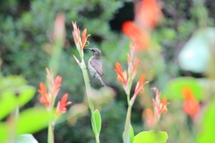 Chalcomitra amethystina