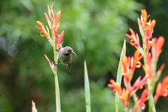 Chalcomitra amethystina