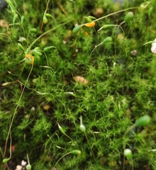 Leptobryum pyriforme