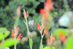 Chalcomitra amethystina