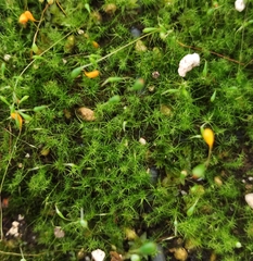 Leptobryum pyriforme