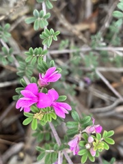 Indigofera alopecuroides