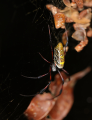Trichonephila inaurata madagascariensis