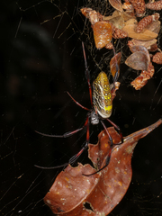 Trichonephila inaurata madagascariensis